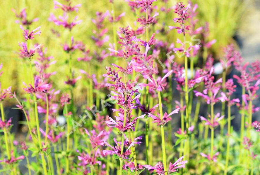 Agastache 'Summer Love' - Agastache 'Summer Love'