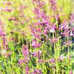 Agastache 'Summer Love' - Agastache 'Summer Love'
