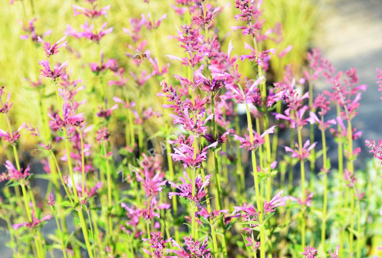 Agastache 'Summer Love' - Agastache 'Summer Love'