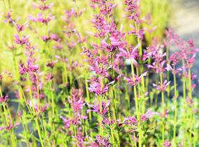 Agastache 'Summer Love' - Agastache 'Summer Love'