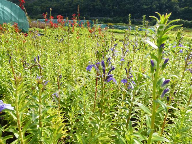 Lobelka - Lobelia sessilifolia