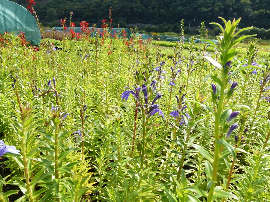 Lobelka - Lobelia sessilifolia