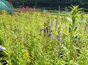 Lobelka - Lobelia sessilifolia