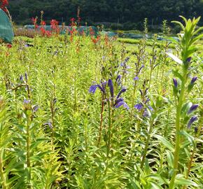 Lobelka - Lobelia sessilifolia