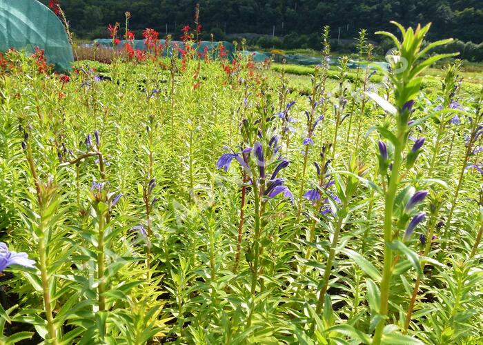 Lobelka - Lobelia sessilifolia