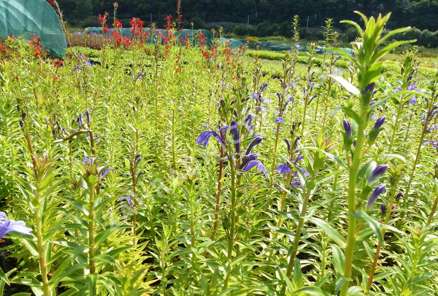 Lobelka - Lobelia sessilifolia