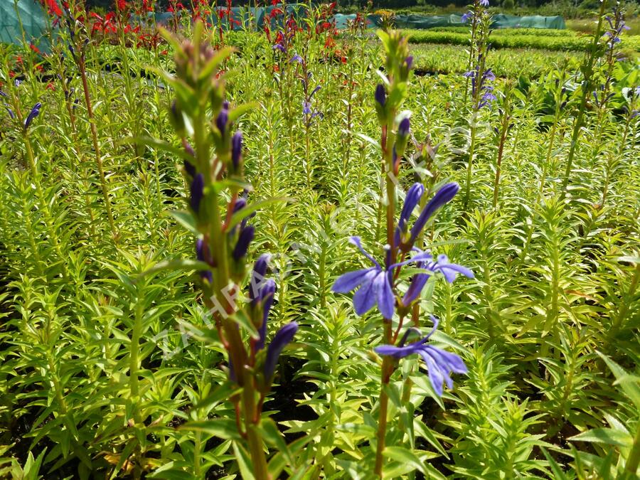 Lobelka - Lobelia sessilifolia
