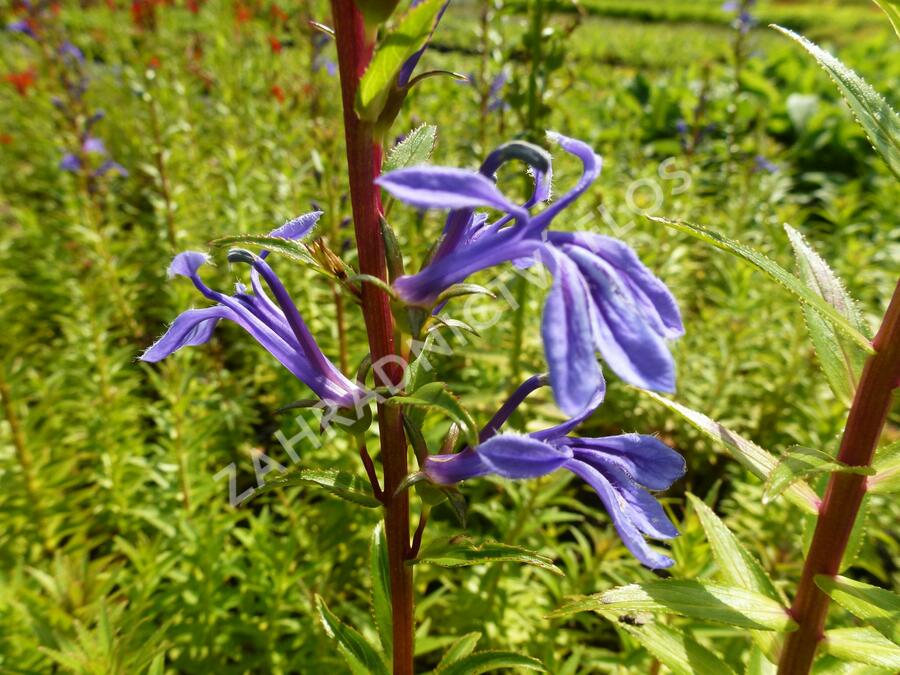 Lobelka - Lobelia sessilifolia