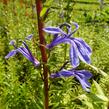 Lobelka - Lobelia sessilifolia