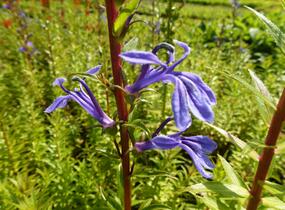 Lobelka - Lobelia sessilifolia