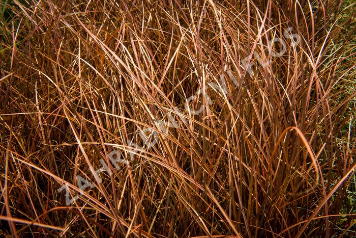 Ostřice bičíkovitá 'Auruga' - Carex flagellifera 'Auruga'