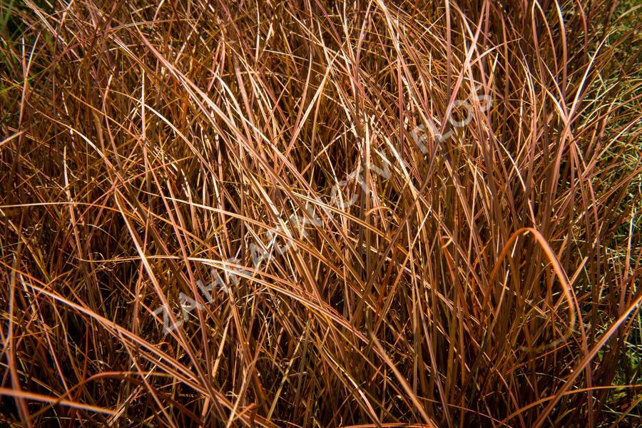 Ostřice bičíkovitá 'Auruga' - Carex flagellifera 'Auruga'