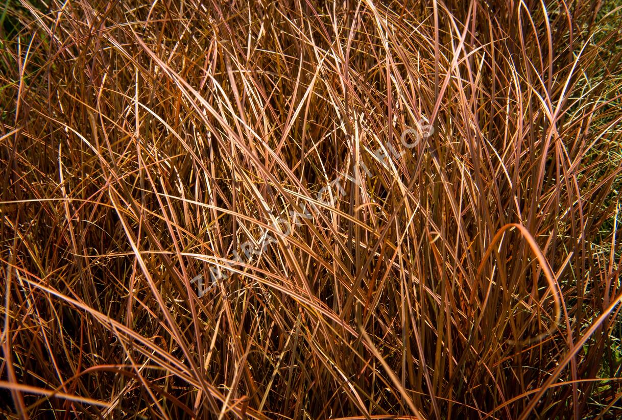 Ostřice bičíkovitá 'Auruga' - Carex flagellifera 'Auruga'