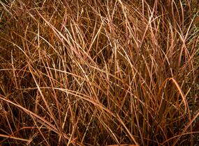 Ostřice bičíkovitá 'Auruga' - Carex flagellifera 'Auruga'