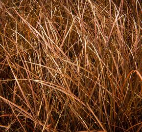 Ostřice bičíkovitá 'Auruga' - Carex flagellifera 'Auruga'