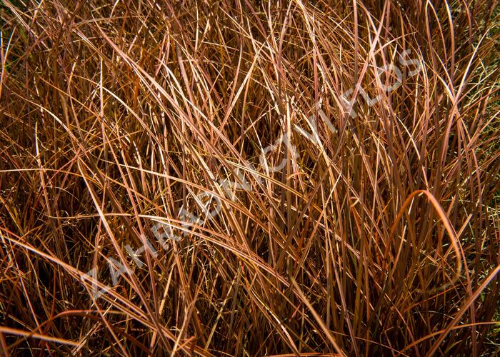 Ostřice bičíkovitá 'Auruga' - Carex flagellifera 'Auruga'