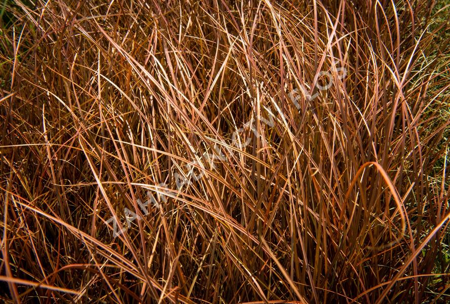 Ostřice bičíkovitá 'Auruga' - Carex flagellifera 'Auruga'
