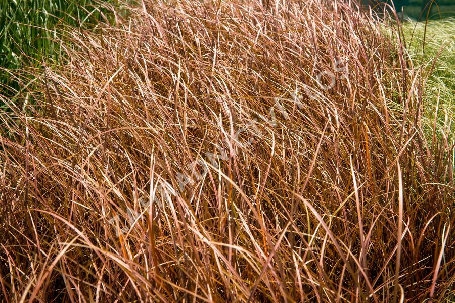 Ostřice bičíkovitá 'Auruga' - Carex flagellifera 'Auruga'