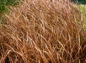 Ostřice bičíkovitá 'Auruga' - Carex flagellifera 'Auruga'