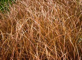 Ostřice bičíkovitá 'Auruga' - Carex flagellifera 'Auruga'