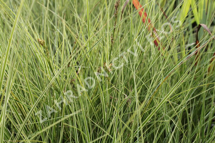 Ostřice 'Variegata' - Carex brunnea 'Variegata'