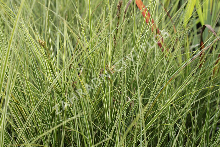 Ostřice 'Variegata' - Carex brunnea 'Variegata'