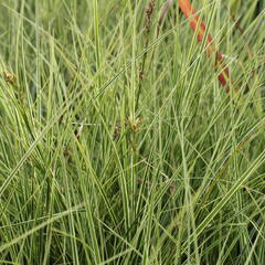 Ostřice 'Variegata' - Carex brunnea 'Variegata'