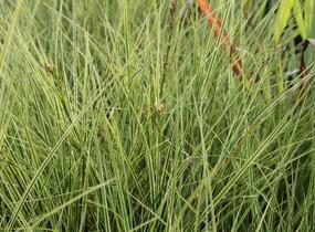 Ostřice hnědá 'Variegata' - Carex brunnea 'Variegata'