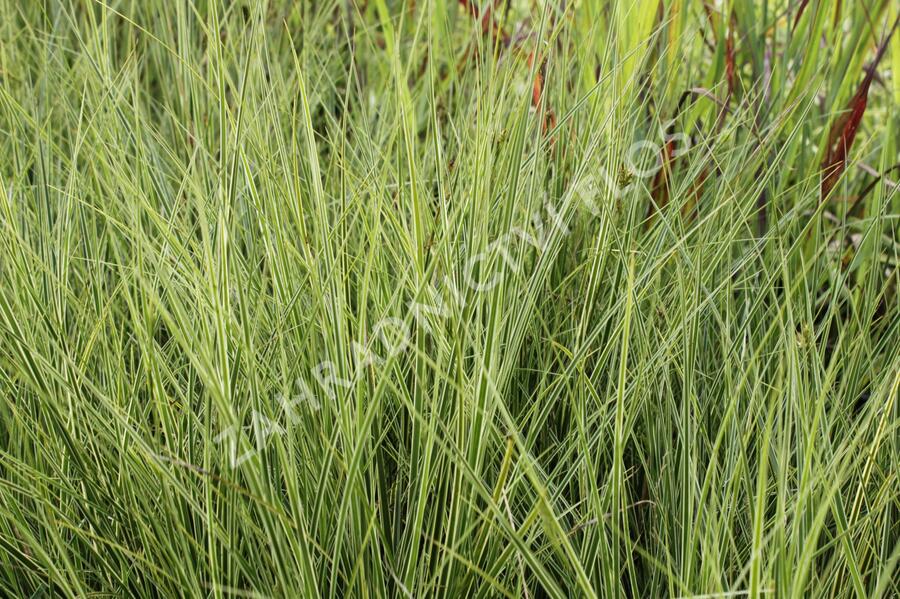 Ostřice 'Variegata' - Carex brunnea 'Variegata'