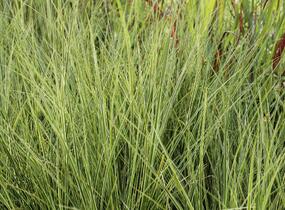 Ostřice hnědá 'Variegata' - Carex brunnea 'Variegata'