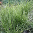 Ostřice 'Variegata' - Carex brunnea 'Variegata'