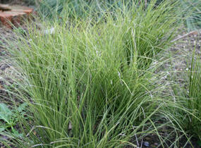 Ostřice hnědá 'Variegata' - Carex brunnea 'Variegata'