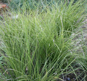 Ostřice 'Variegata' - Carex brunnea 'Variegata'