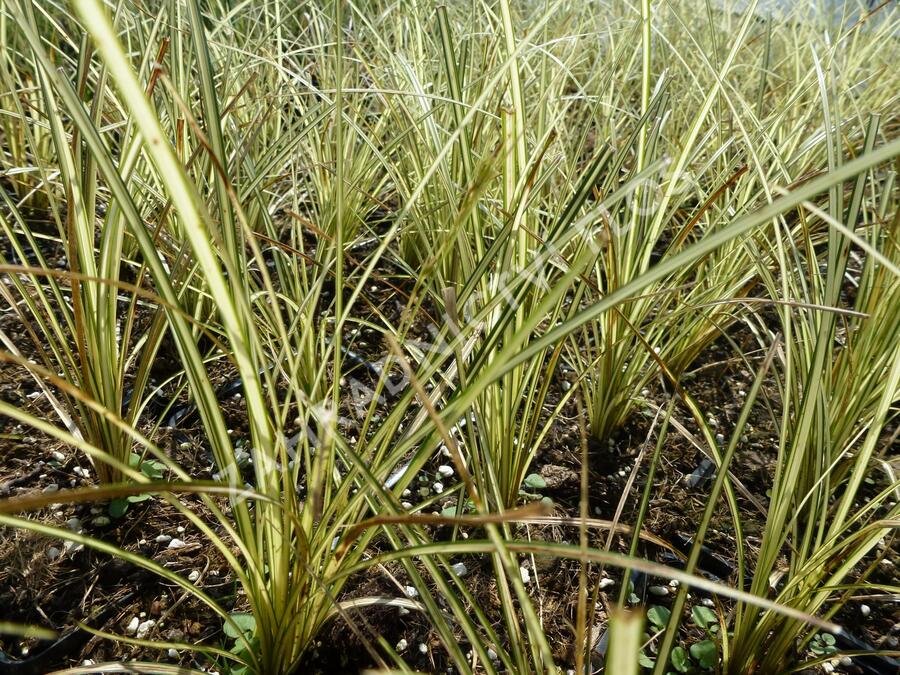 Ostřice 'Jenneke' - Carex brunnea 'Jenneke'