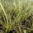 Ostřice 'Jenneke' - Carex brunnea 'Jenneke'