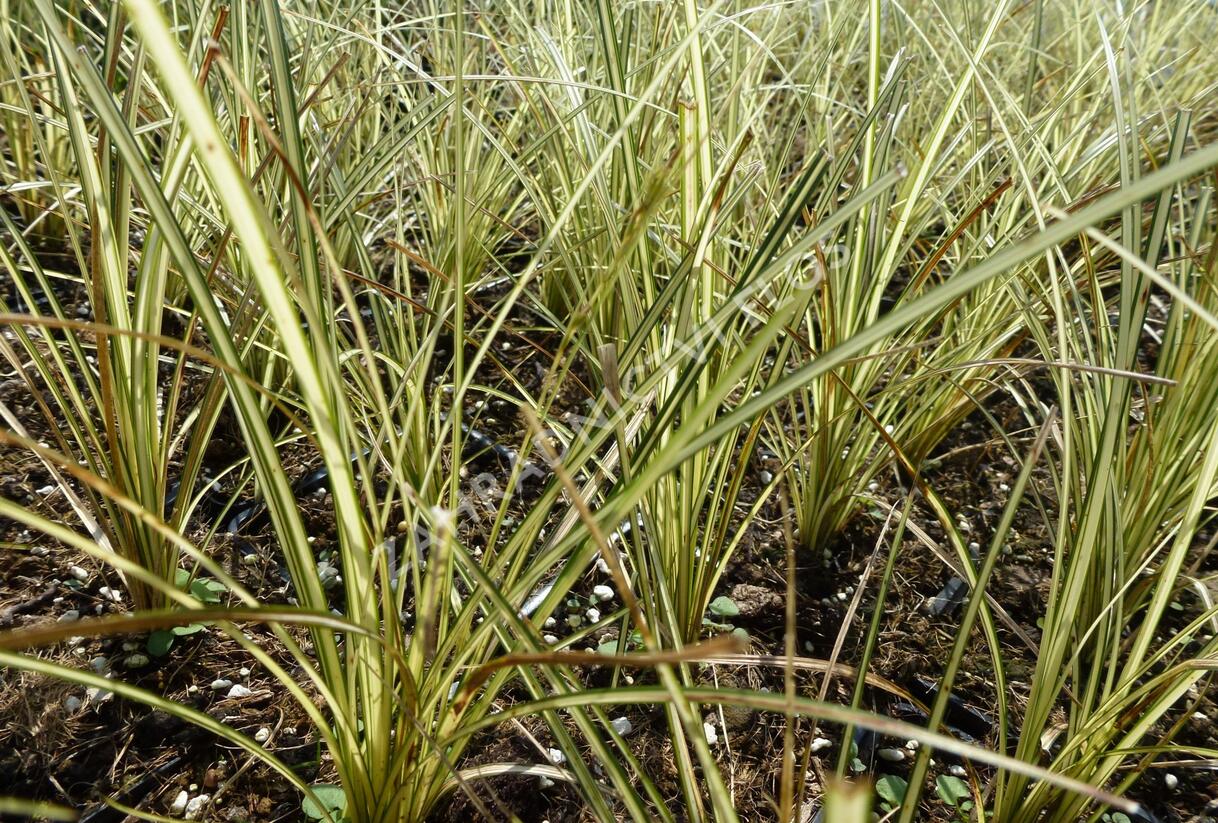 Ostřice hnědá 'Jenneke' - Carex brunnea 'Jenneke'