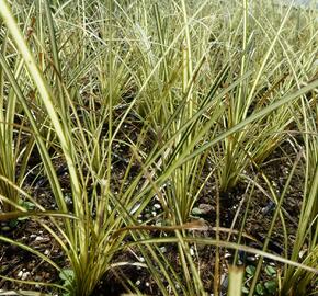 Ostřice 'Jenneke' - Carex brunnea 'Jenneke'