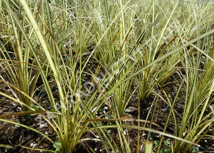 Ostřice 'Jenneke' - Carex brunnea 'Jenneke'