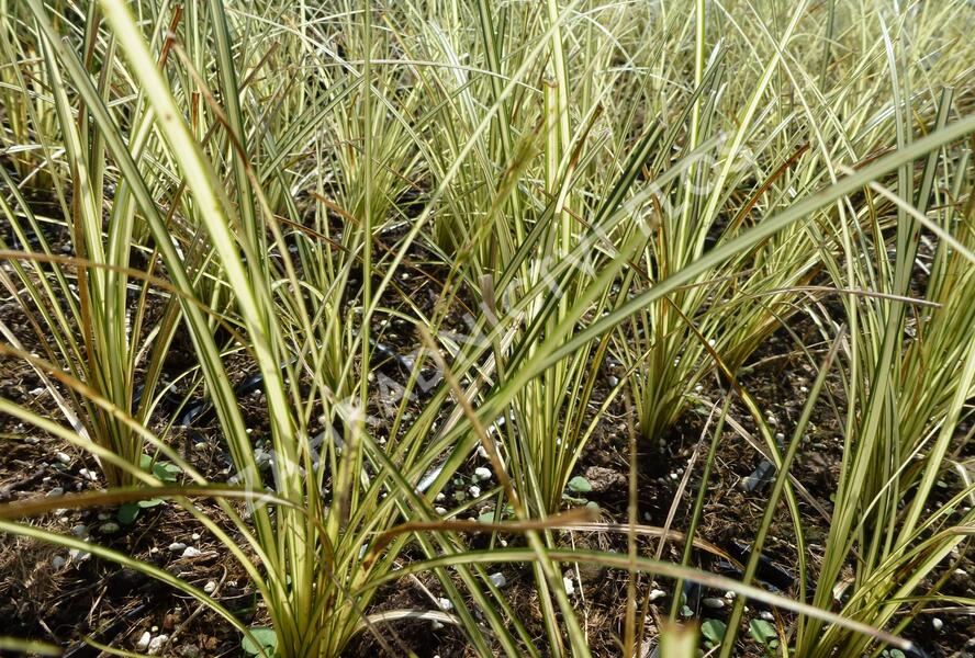 Ostřice hnědá 'Jenneke' - Carex brunnea 'Jenneke'