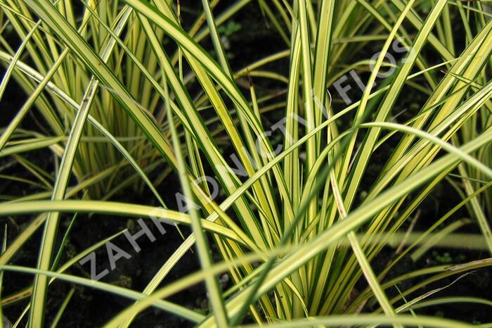 Ostřice 'Camara' - Carex brunnea 'Camara'