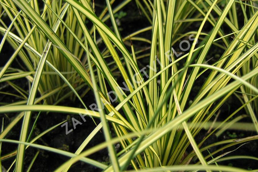 Ostřice 'Camara' - Carex brunnea 'Camara'