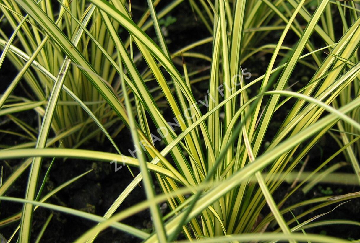 Ostřice hnědá 'Camara' - Carex brunnea 'Camara'