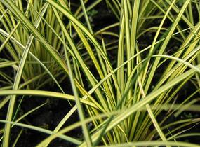 Ostřice hnědá 'Camara' - Carex brunnea 'Camara'