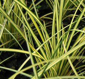 Ostřice 'Camara' - Carex brunnea 'Camara'