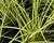 Ostřice hnědá 'Camara'
