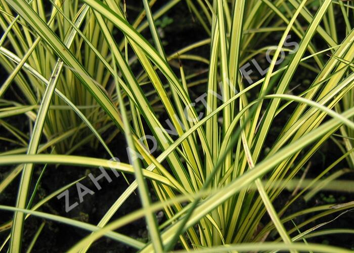 Ostřice 'Camara' - Carex brunnea 'Camara'