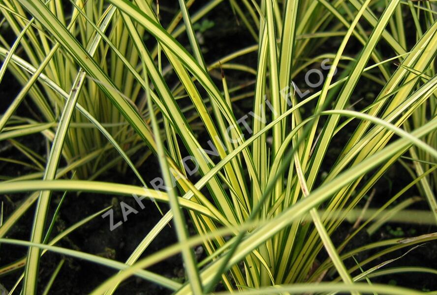 Ostřice hnědá 'Camara' - Carex brunnea 'Camara'
