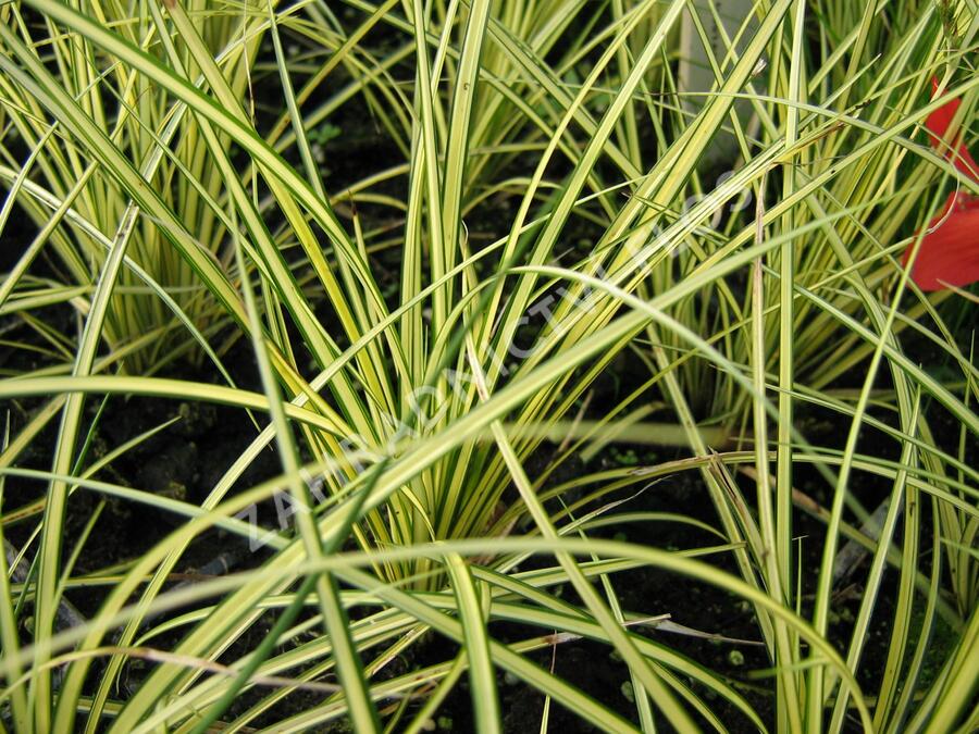 Ostřice 'Camara' - Carex brunnea 'Camara'