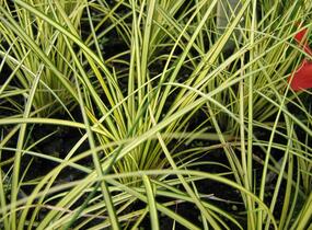 Ostřice hnědá 'Camara' - Carex brunnea 'Camara'