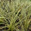 Ostřice 'Camara' - Carex brunnea 'Camara'